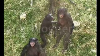 Agitated Bonobos Going Ape [upl. by Notyalc51]