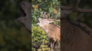 Listen to the powerful call of a red deer stag Nature’s raw beauty 🦌 nature deer stag [upl. by Orland888]