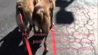 Dogs Pull Wheelchairm4v [upl. by Annavoig277]