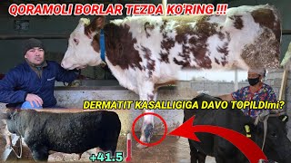 Dermatitga chalingan mollar davosi Bor Xalq bilsin Xammaga Tarqating [upl. by Idnyc649]