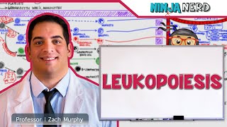 Hematology  Leukopoiesis White Blood Cell Formation [upl. by Carlo171]