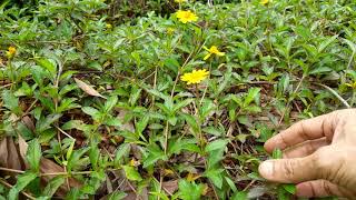 Invasive species of KarnatakaWedeliaSphagneticola [upl. by Annaj]