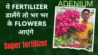 Super fertilizer for Adenium  Adenium Plant care  एक बार बनाएं और बार बार use करें  Soil mix [upl. by Tove]