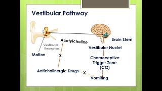 Anticholinergic DrugsPart 1ParasympatholyticsAtropineDrugs acting on ANSPharmacology [upl. by Aihseya792]