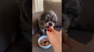 RAW dog food for my 12 pound Shih Tzu 🥩🦴 shorts [upl. by Kissee]