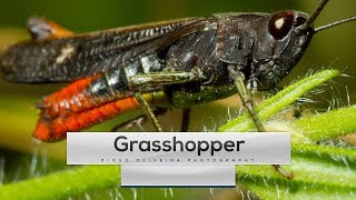 Grasshopper Sound  1min onWILD Ep1  DiogoOliveiraPhotography [upl. by Seabrooke]