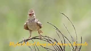 Skylark Bird Song and Nature Sounds [upl. by Raymund]