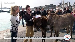 ANIMAUX  Le Cotentin lâne de la Manche par excellence [upl. by Gerta]