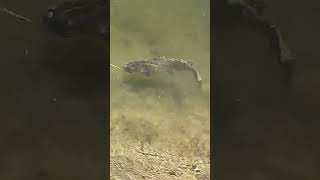 Lake nacimiento lake catfish nacimiento california shorts [upl. by Nnaeirual]