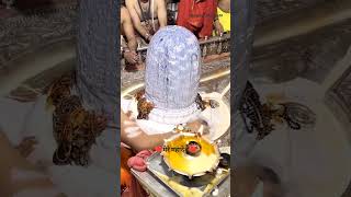 जय हो 🔱📿❤️shivshorts shivaycreater mahadev shortfeed viral shiv mahakal sambu 921 [upl. by Tadd]