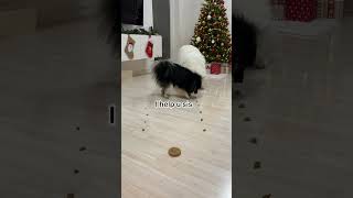 Failed Food Race Between My Dogs 😂  Day 18 Advent Calendar shorts dog [upl. by Ashlie]