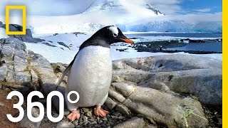 360° Antarctica  Journey Through The Ice  National Geographic [upl. by Einapets]