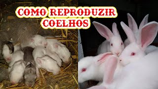 Como Criar Coelhos Reprodução 1 MINI SITIO 2020 [upl. by Deeyn]