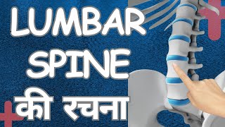 Lumbar spine Anatomy Hindi  लम्बर स्पाइन की रचना [upl. by Burrow]