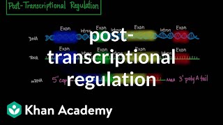 Posttranscriptional regulation  Biomolecules  MCAT  Khan Academy [upl. by Haon827]