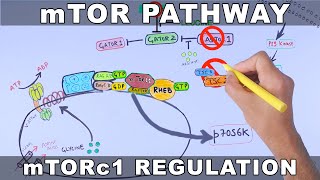 mTOR Pathway and its Regulation [upl. by Athallia]