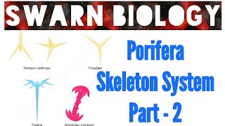 Porifera Skeleton System part 2 [upl. by Elaval270]