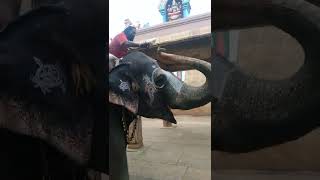 Andal  Srirangam Temple elephant enjoying peanuts taravenkatesh [upl. by Radek]