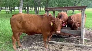 7 head of Red Brangus Cows 0418  Cattle for sale [upl. by Basset]