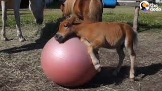 Baby Horse Rolls Ball Into Older Horses  The Dodo [upl. by Scotti638]