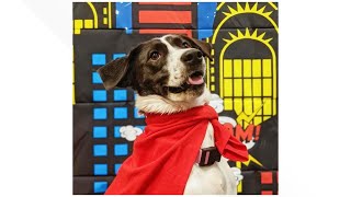 How to keep your dog safe from Halloween hazards [upl. by Aenitsirhc]