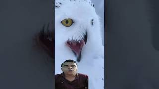 Snow Owls Sound 🦉🦉  short owl owls birds [upl. by Lundgren]