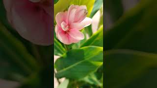 Alpinia purparata ginger plant  flowering  royalty short 🩷🌿🌿 [upl. by Hanauq]