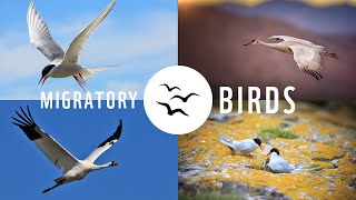 Migratory birds in Canada [upl. by Lamarre261]