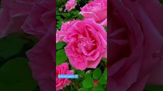 song rose rosegarden garden viralvideo video shorts [upl. by Iolande324]