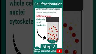 Cell fractionation explained in 1 minutes  Cell bio in 1 minute series [upl. by Nirtak]