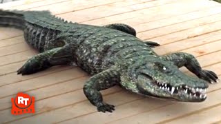 Zoombies 2 2019  Infected Crocodile Scene  Movieclips [upl. by Nnyleuqaj413]