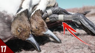 BANDS and PINTAIL LIMITS in the Sandhills  28 GAUGE Duck Hunting 2021 [upl. by Gran303]