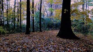 Autumn walk Southern Ontario 2024 [upl. by Rufford955]