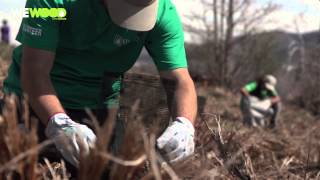 WeWOOD  Mountain Communities Wildfire ReLeaf Project Short Video [upl. by Drofyar]