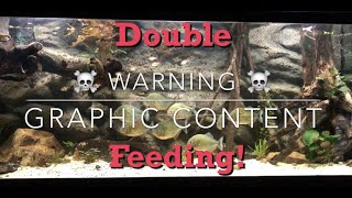 PIRANHAS FEEDING ON LIVE PREY WARNING GRAPHIC CONTENT [upl. by Llenral]