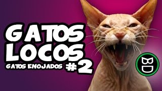 ♡ Gatos Locos 2 ♡  Recopilación de Gatos enojados [upl. by Corbie]