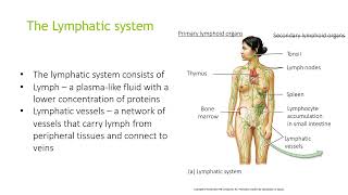 The lymphatic system [upl. by Jain649]