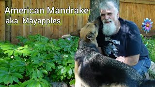 American Mandrake Mayapple TOXIC But Edible Fruit [upl. by Rudelson]