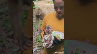 23062024Adorable Abandoned baby monkey monkey babylovermonkey babymonkey wildlifemonkey [upl. by Am]