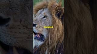 Terrifying Tale of the Tsavo Lions Part 3 lion wildlife movie [upl. by Melitta]