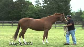 The Bartonella Horse [upl. by Oliana]