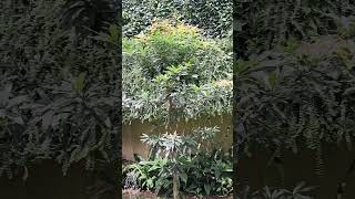 Mee tree  මී ගස  Madhuca longifolia  medicinal plant  green  nature [upl. by Paluas]