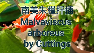 南美朱槿扦插繁殖 Malvaviscus arboreus by Cuttings [upl. by Elahcim961]