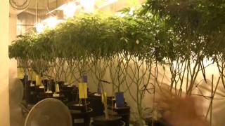 22 CIATV  Das GrowshopSpezial 2 AufzuchtVermehrung [upl. by Ettellocin28]