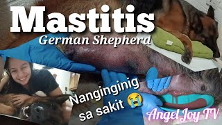 HOW TO TREAT DOGS WITH MASTITIS My experience with my German Shepherd  Philippines  Vlog 15 [upl. by Revlis488]