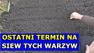 To Ostateczny Czas na Siewy TYCH Warzyw Co siać sadzić przełom Czerwiec Lipiec Kalendarz Ogrodnika [upl. by Sara256]