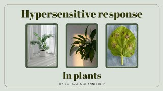 Hypersensitive response in plantsHR in plantsGhazalsChannelShort question [upl. by Dymphia223]