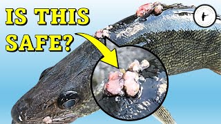 Lesions and Warts on Walleye [upl. by Ynnahc]