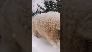 mangalica cerdo cerdomangalica hungria animal domestico reinoanimal [upl. by Ltsyrk]