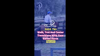 Walk Trot And Canter Transitions With Your Gaited Horse Part 17  The Horse GuruMichael Gascon [upl. by Yelrahs459]